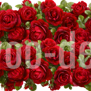 watermark_39ba5747-6efb-4920-85dc-fd339f2e92f9 Red Roses Floral Border Pattern Design